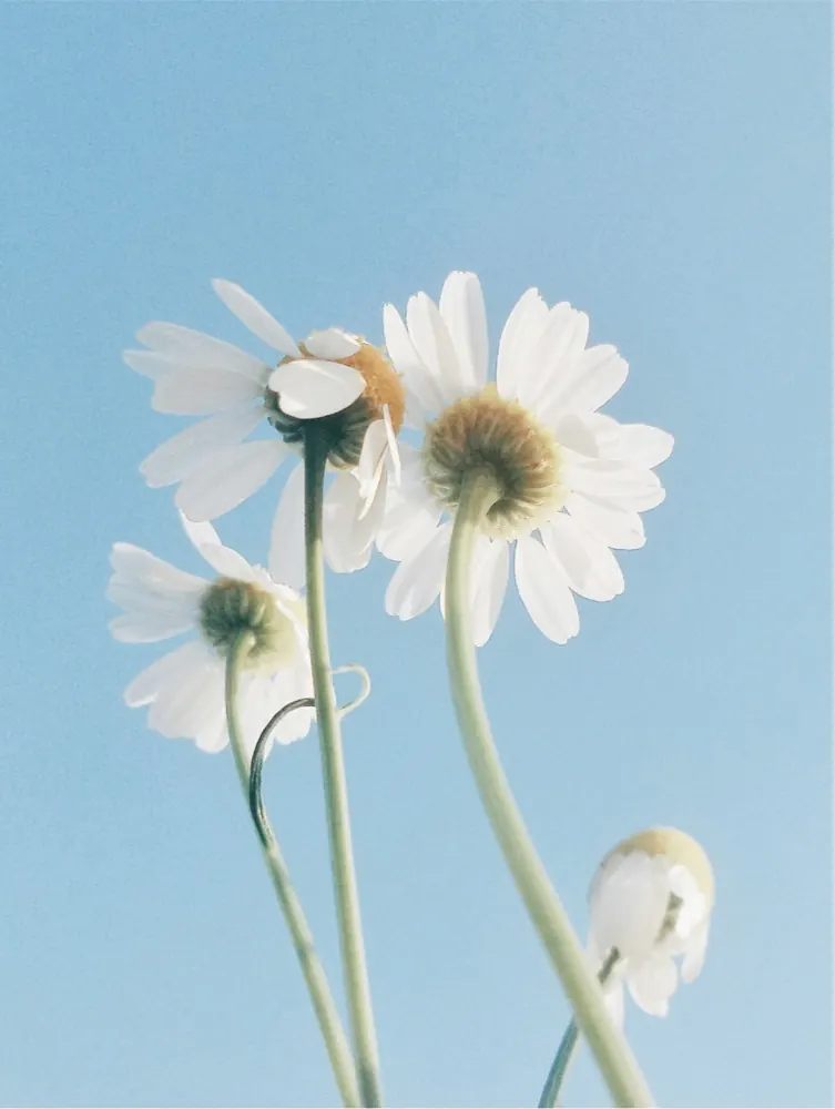 Sensitive Skin Oil-To-Milk Cleanser detail 3