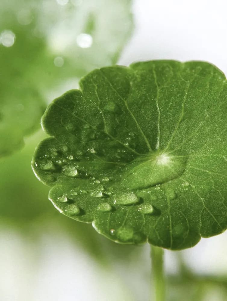 0.3% Spicule PDRN Centella Serum detail 3